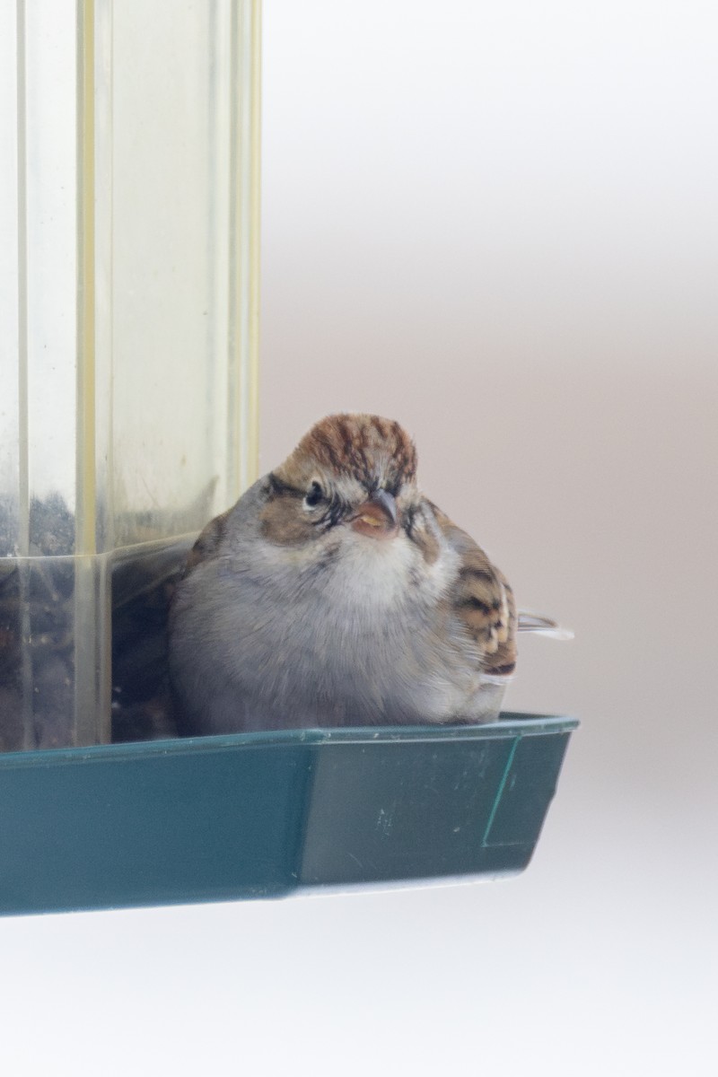 Chipping Sparrow - ML628014930