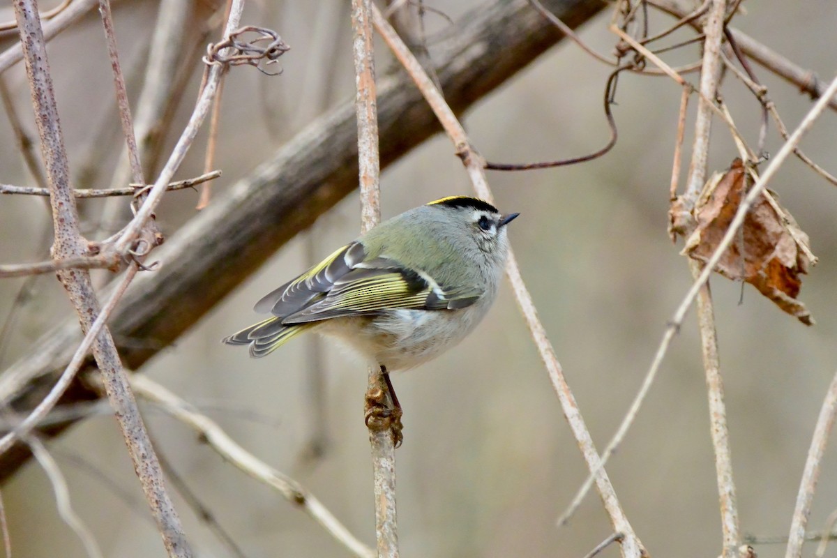 Golden-crowned Kinglet - ML628014933