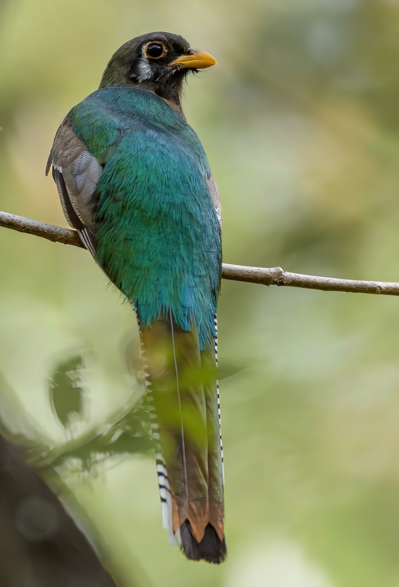 Elegant Trogon - ML628014936