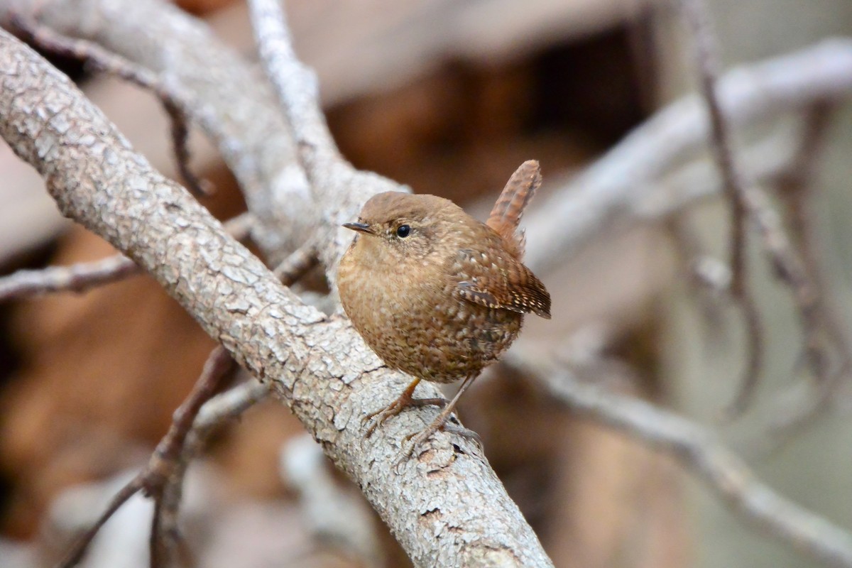 Winter Wren - ML628014941