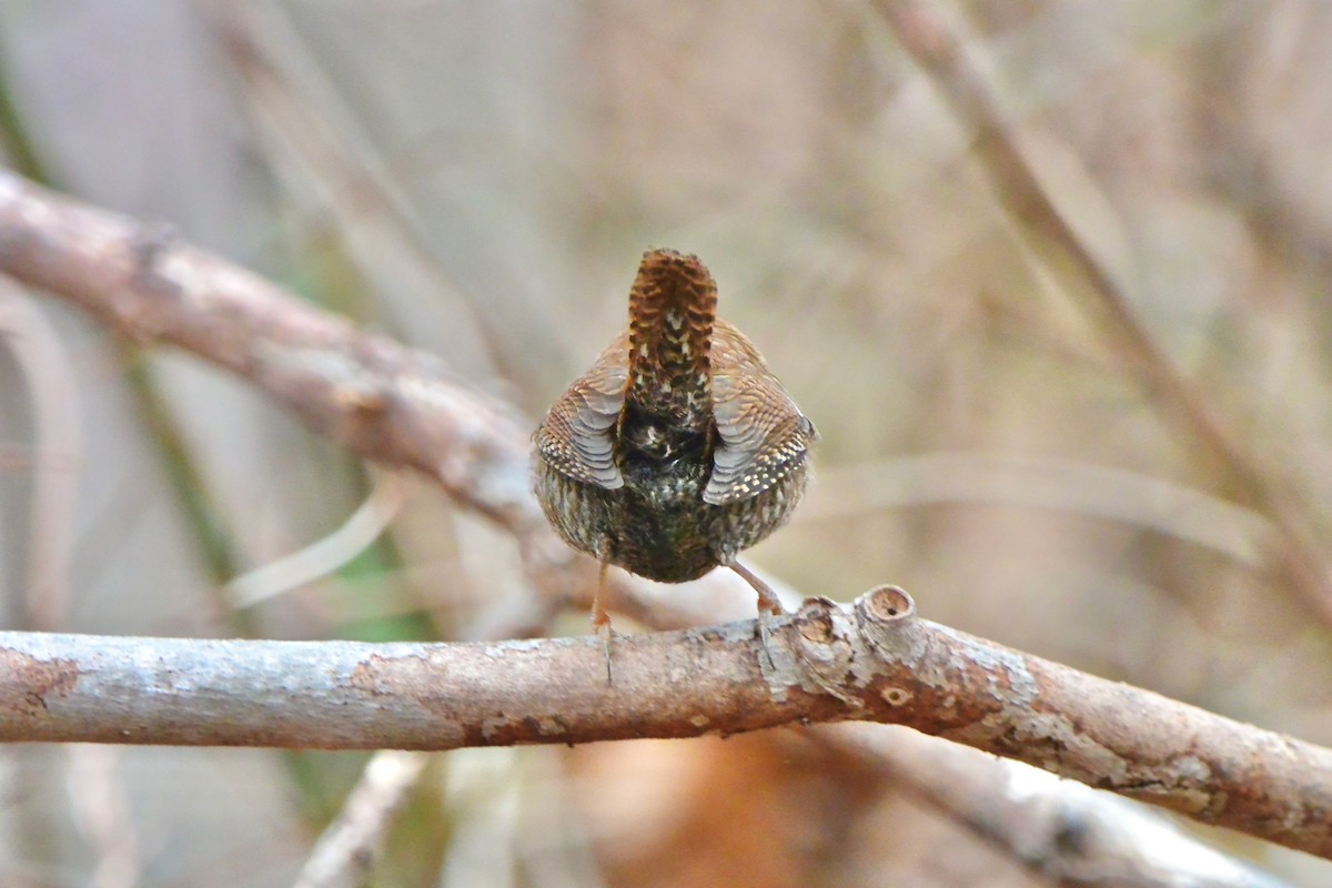 Winter Wren - ML628014947