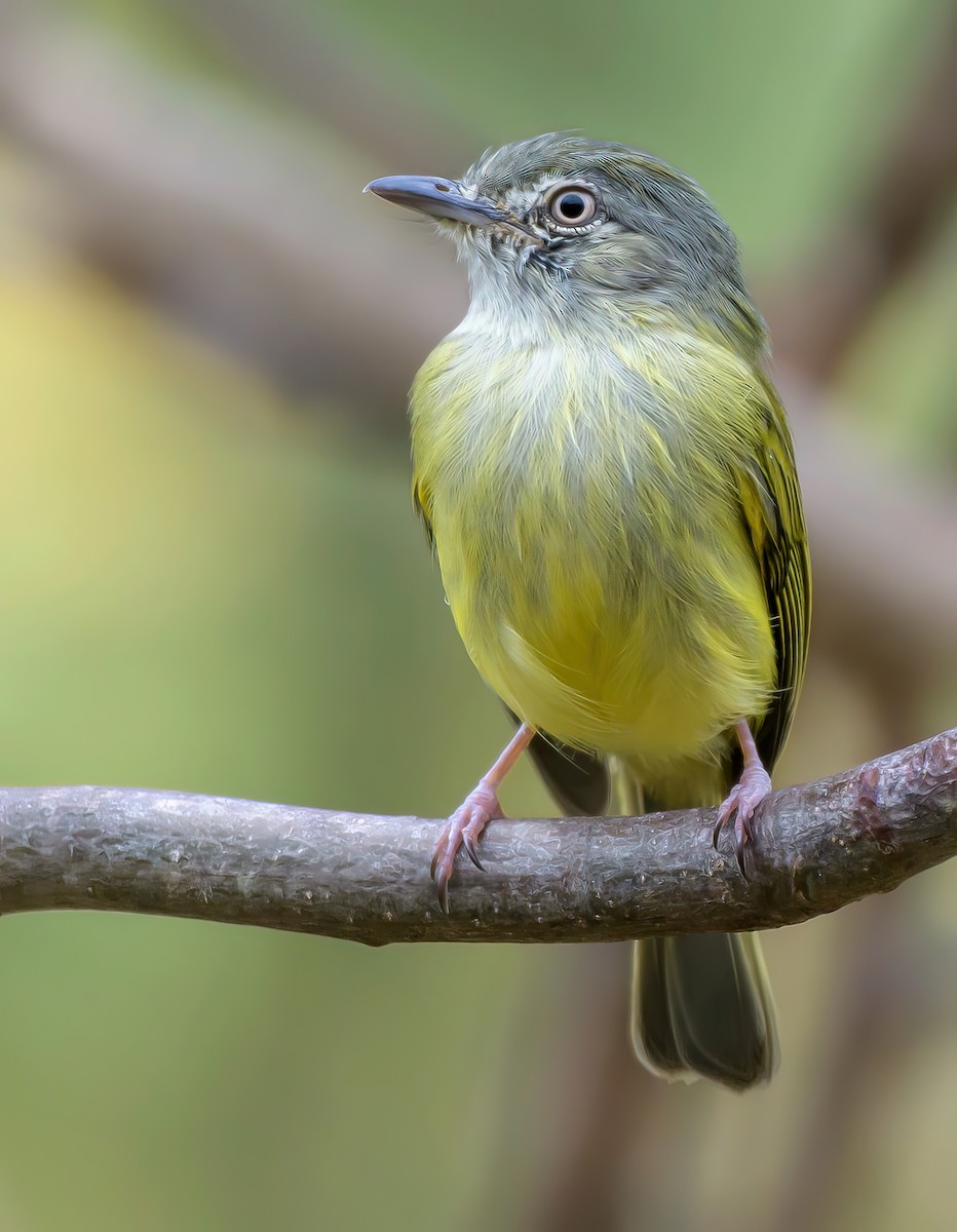 Yellow-olive Flatbill - ML628014951