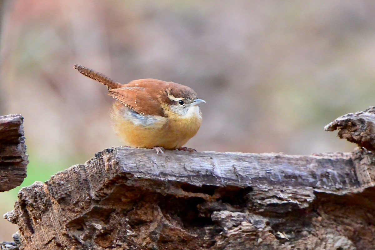 Carolina Wren - ML628014954