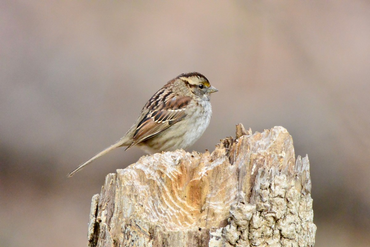 White-throated Sparrow - ML628014963