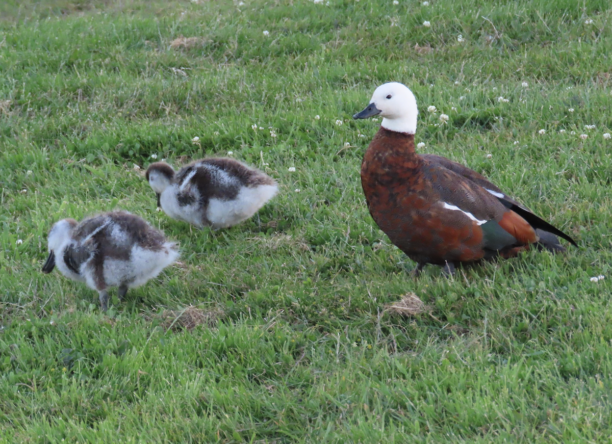 Paradise Shelduck - ML628014965