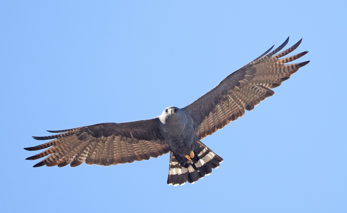 Zone-tailed Hawk - ML628014978