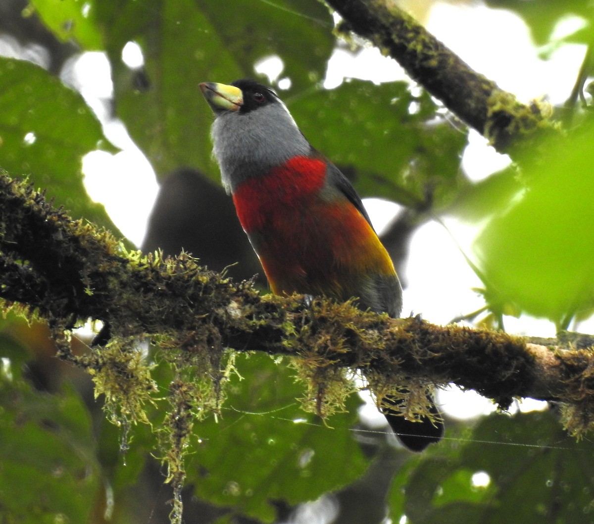 Toucan Barbet - ML628015048