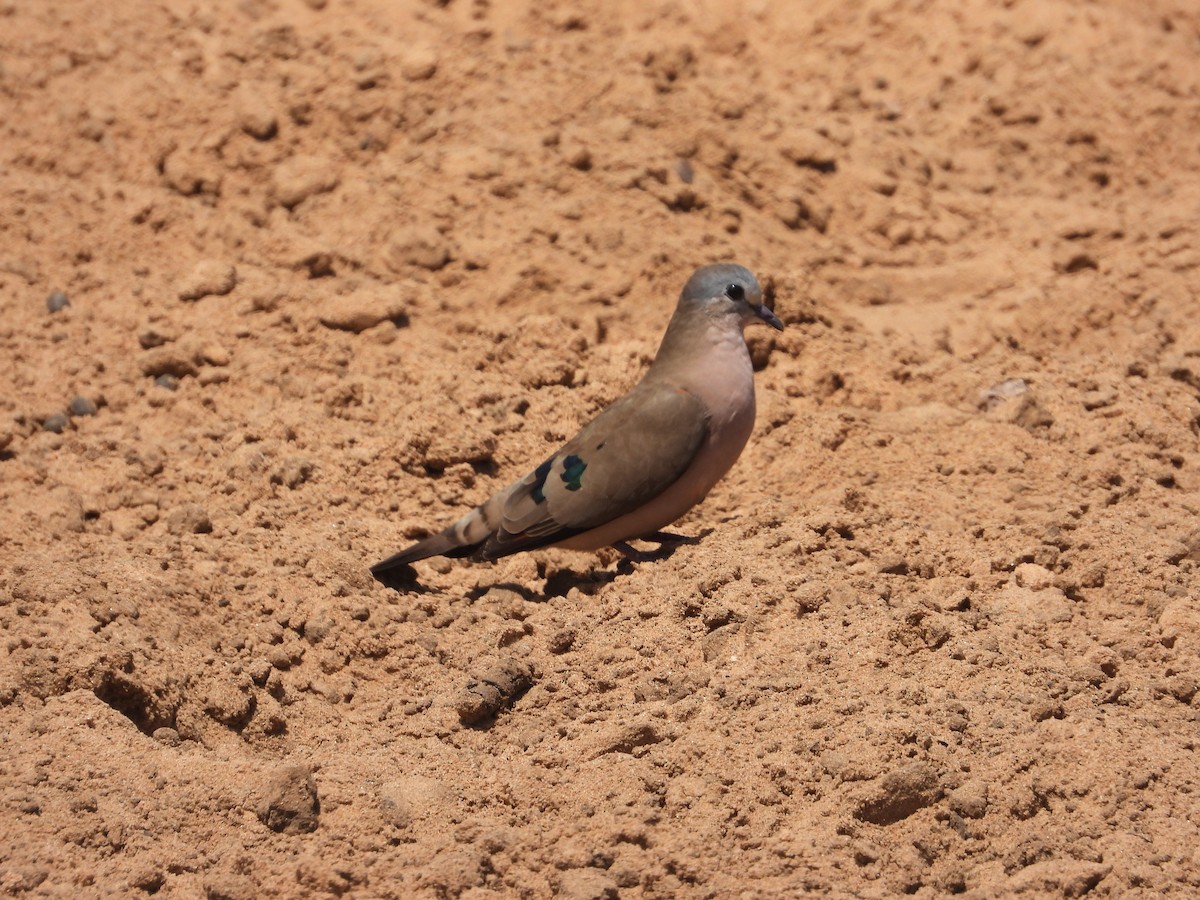 Emerald-spotted Wood-Dove - ML628015056