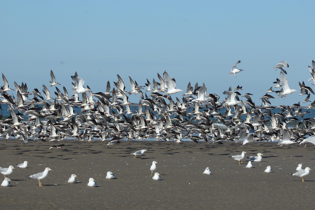 Black Skimmer - ML628015148