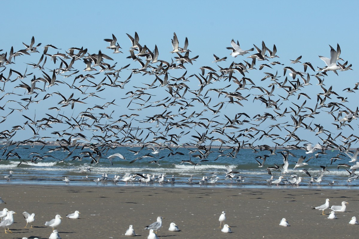 Black Skimmer - ML628015149