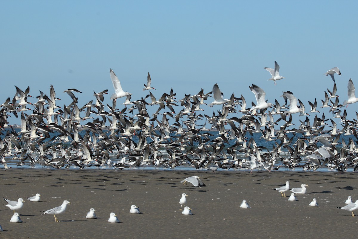 Black Skimmer - ML628015150