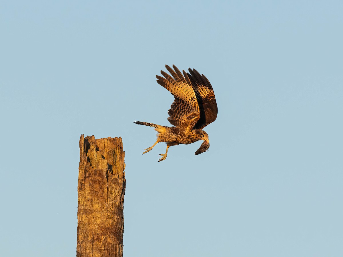 Yellow-headed Caracara - ML628015151