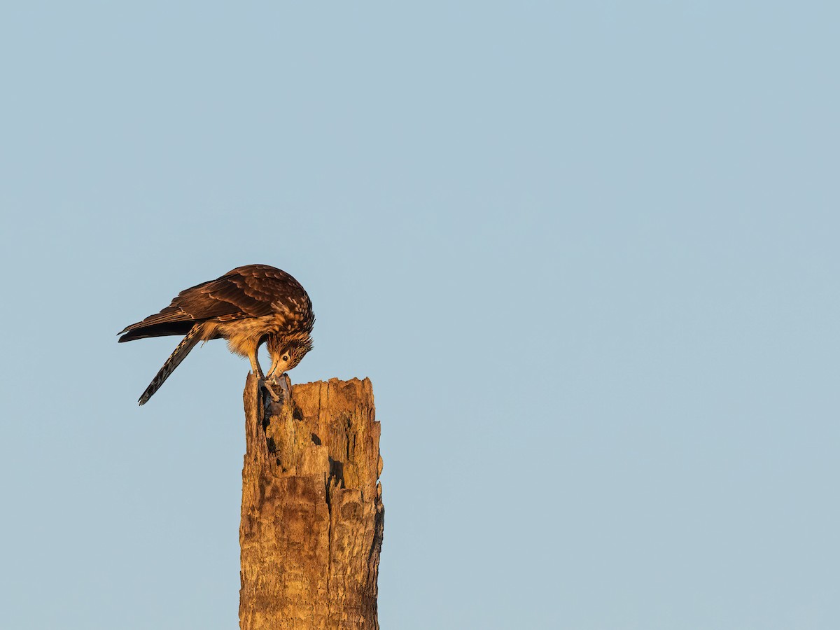 Yellow-headed Caracara - ML628015152