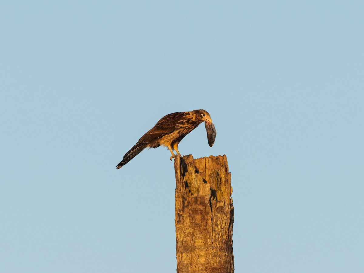 Yellow-headed Caracara - ML628015153