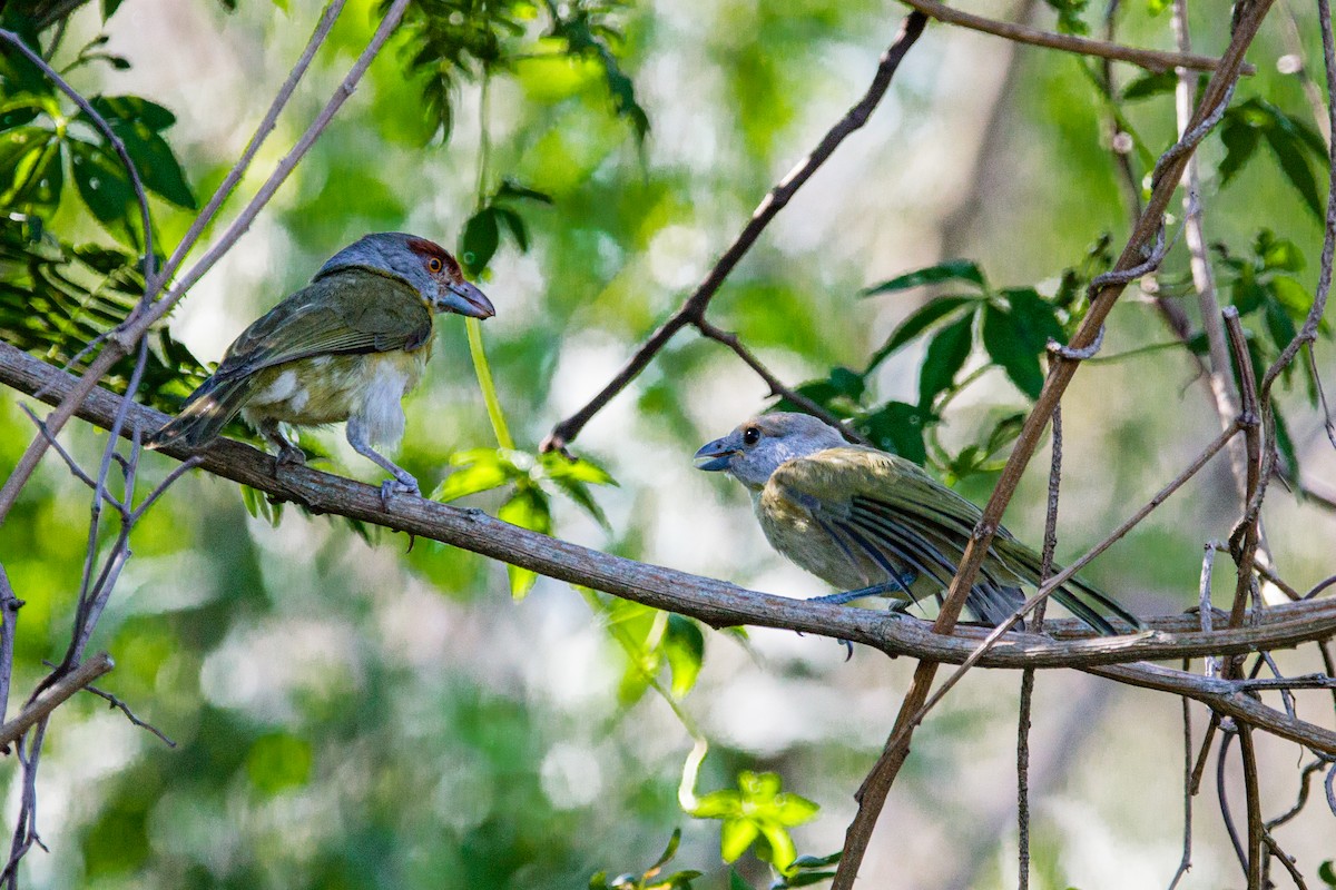 Rufous-browed Peppershrike - ML628015263