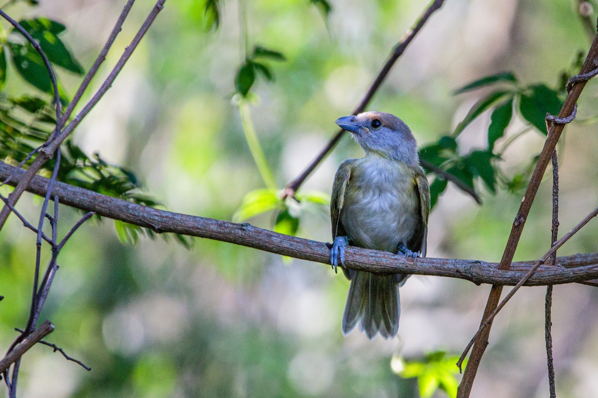 Rufous-browed Peppershrike - ML628015264