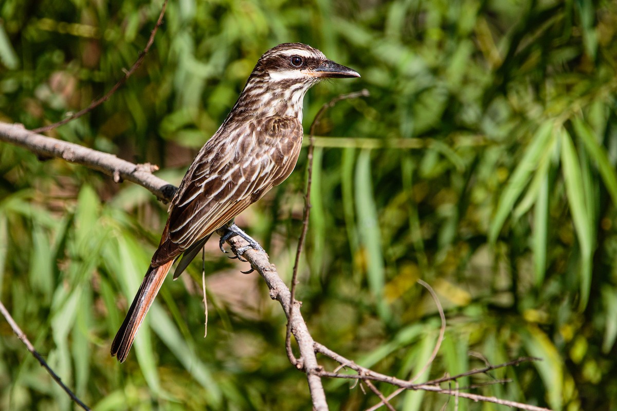 Streaked Flycatcher - ML628015269