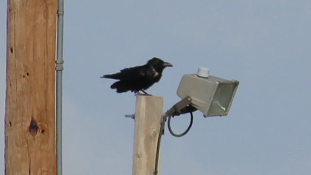 カラス属（ワタリカラスの種） - ML628015280