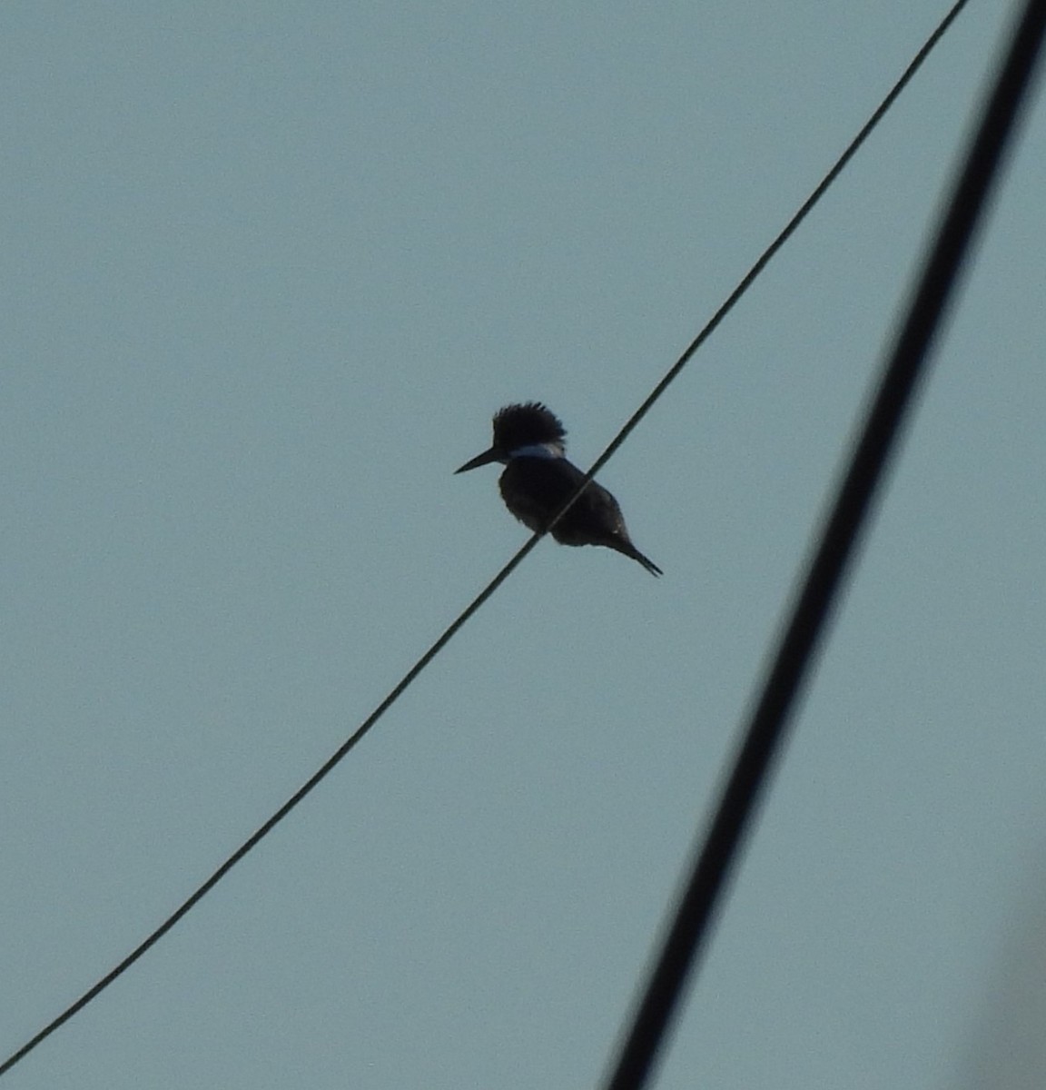 Belted Kingfisher - ML628015488