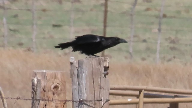カラス属（ワタリカラスの種） - ML628015489