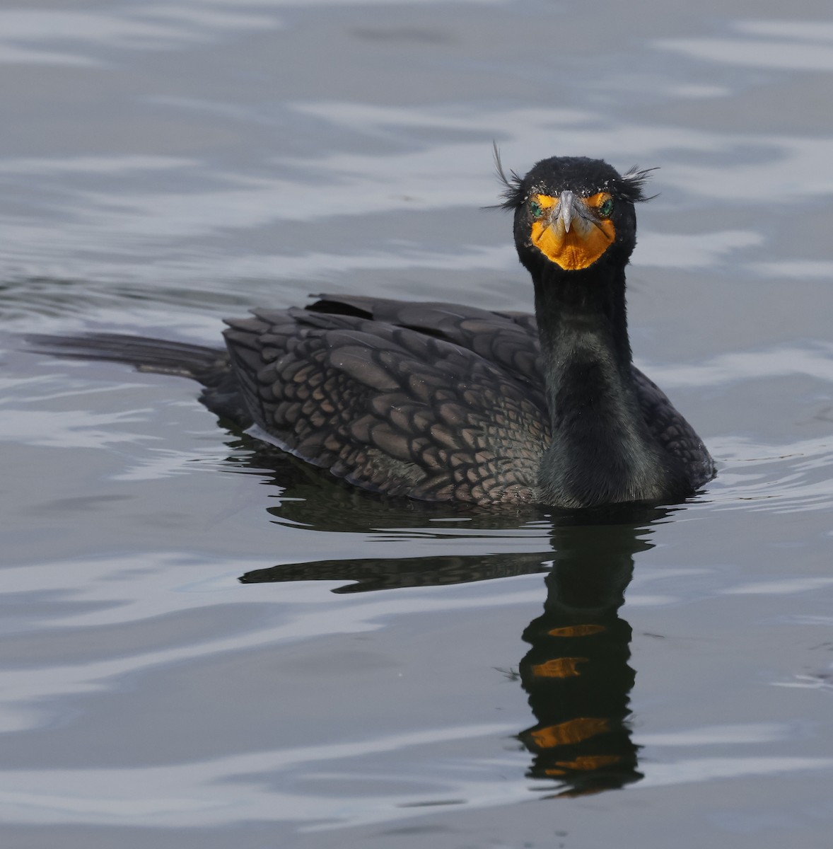 Double-crested Cormorant - ML628015552