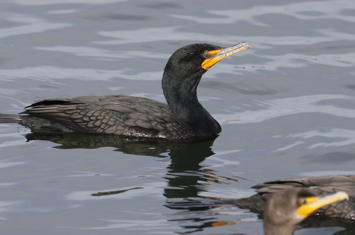 Double-crested Cormorant - ML628015553