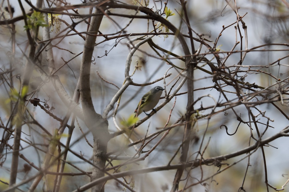 eremittvireo - ML628015573