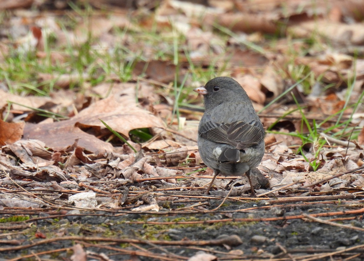 Dark-eyed Junco (Slate-colored) - ML628015634