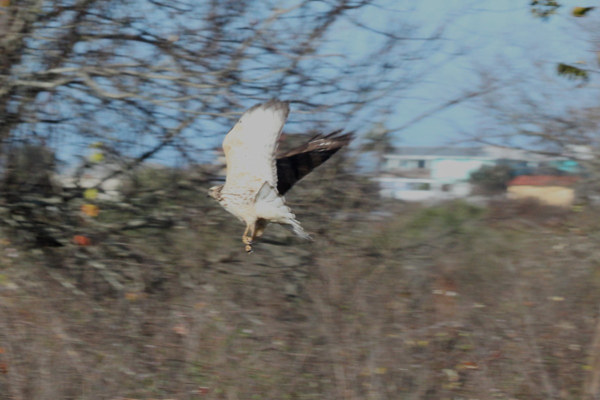 Red-shouldered Hawk - ML628015678