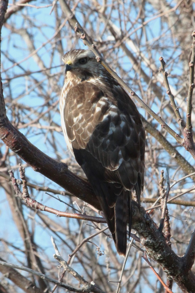 Red-shouldered Hawk - ML628015679