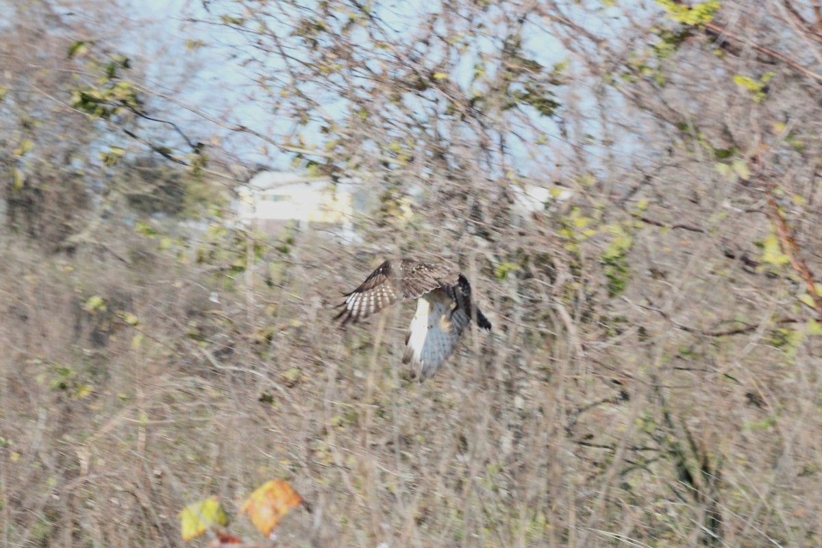 Red-shouldered Hawk - ML628015680