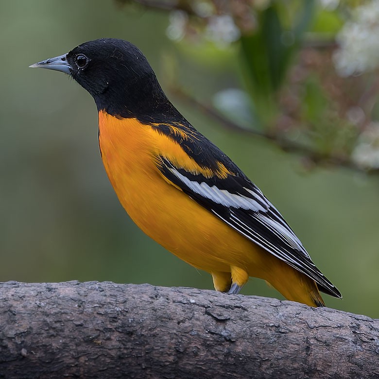 Baltimore Oriole - ML628015748