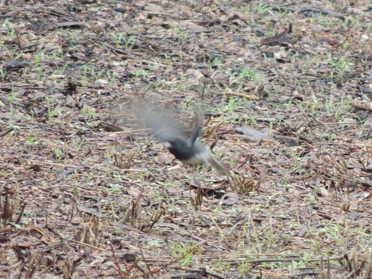 Dark-eyed Junco (Slate-colored) - ML628015764