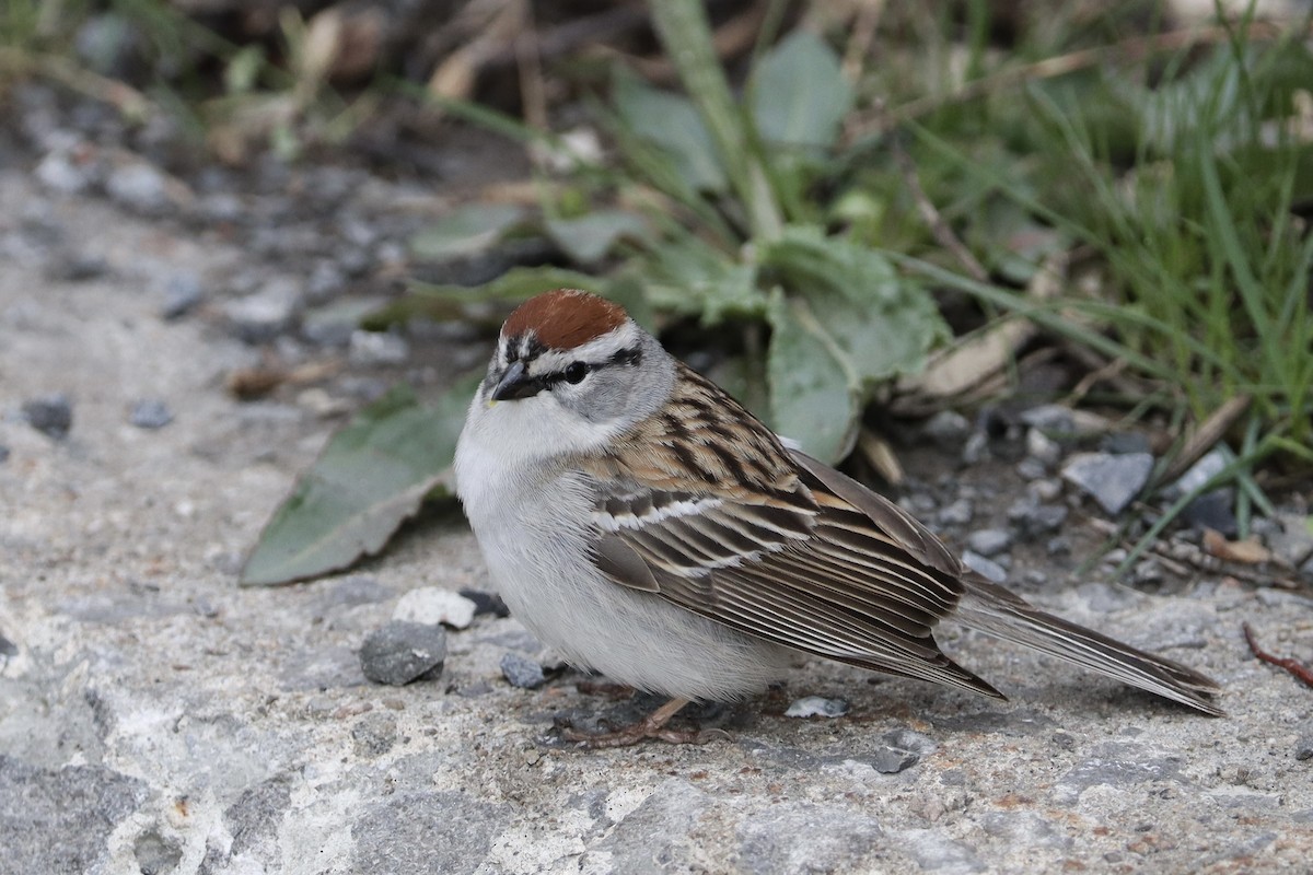 Chipping Sparrow - ML628015786