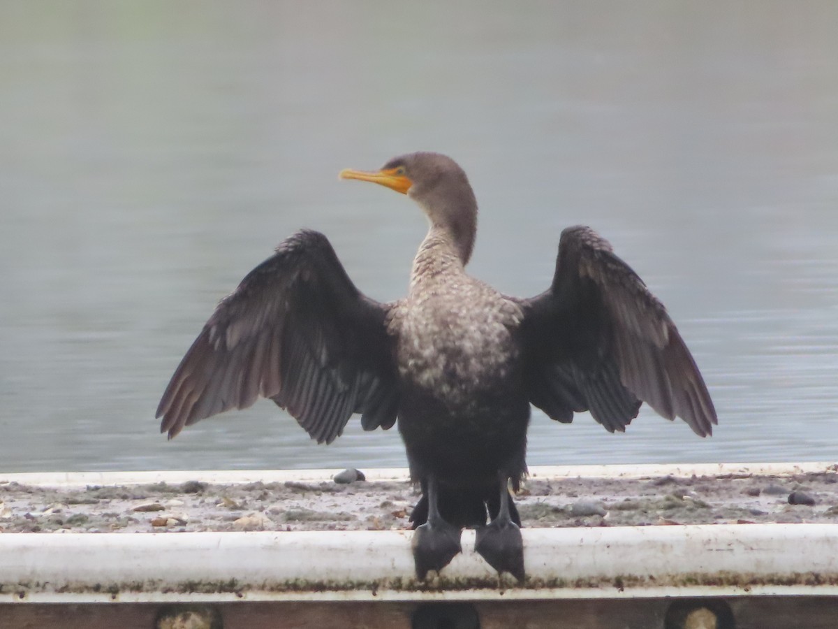 Double-crested Cormorant - ML628015793