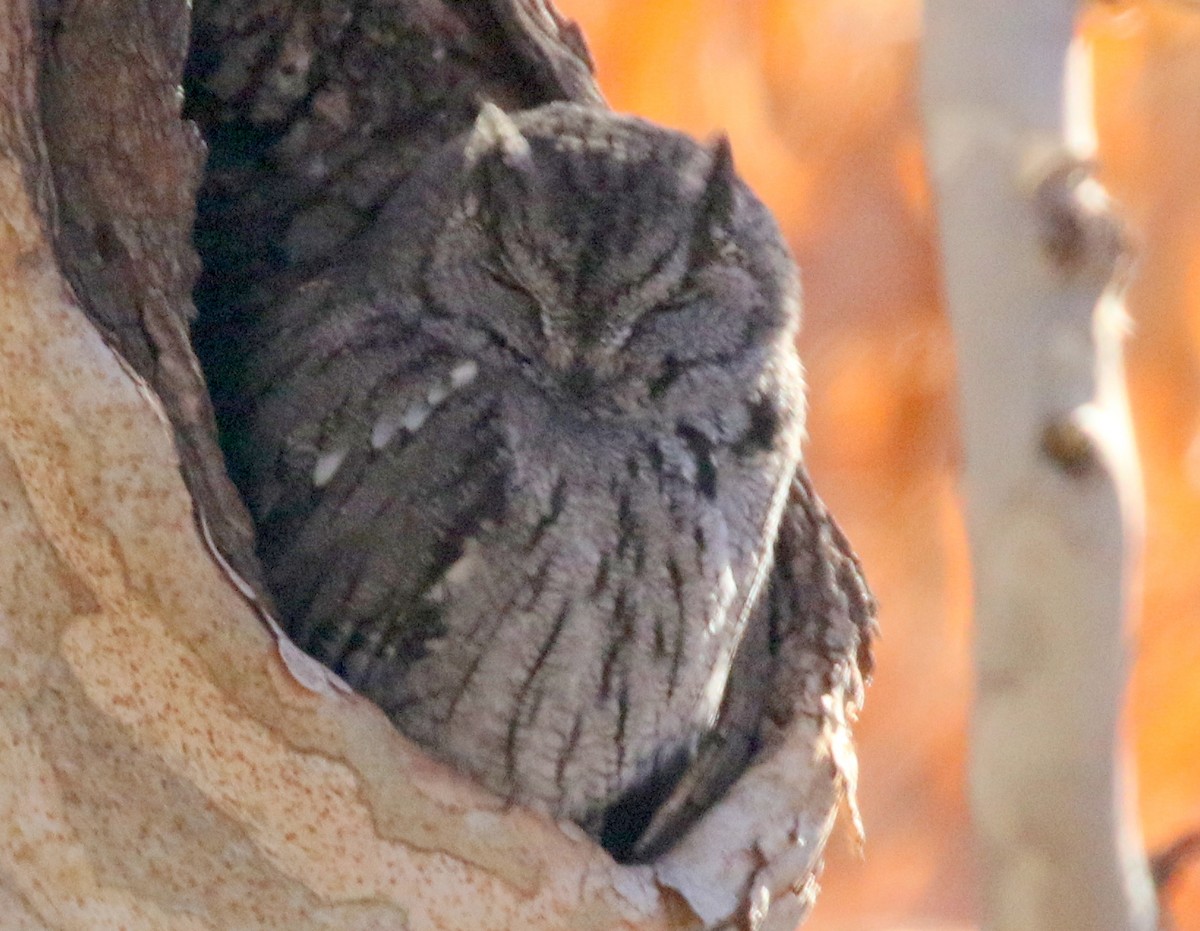 Western Screech-Owl (Northern) - ML628015824