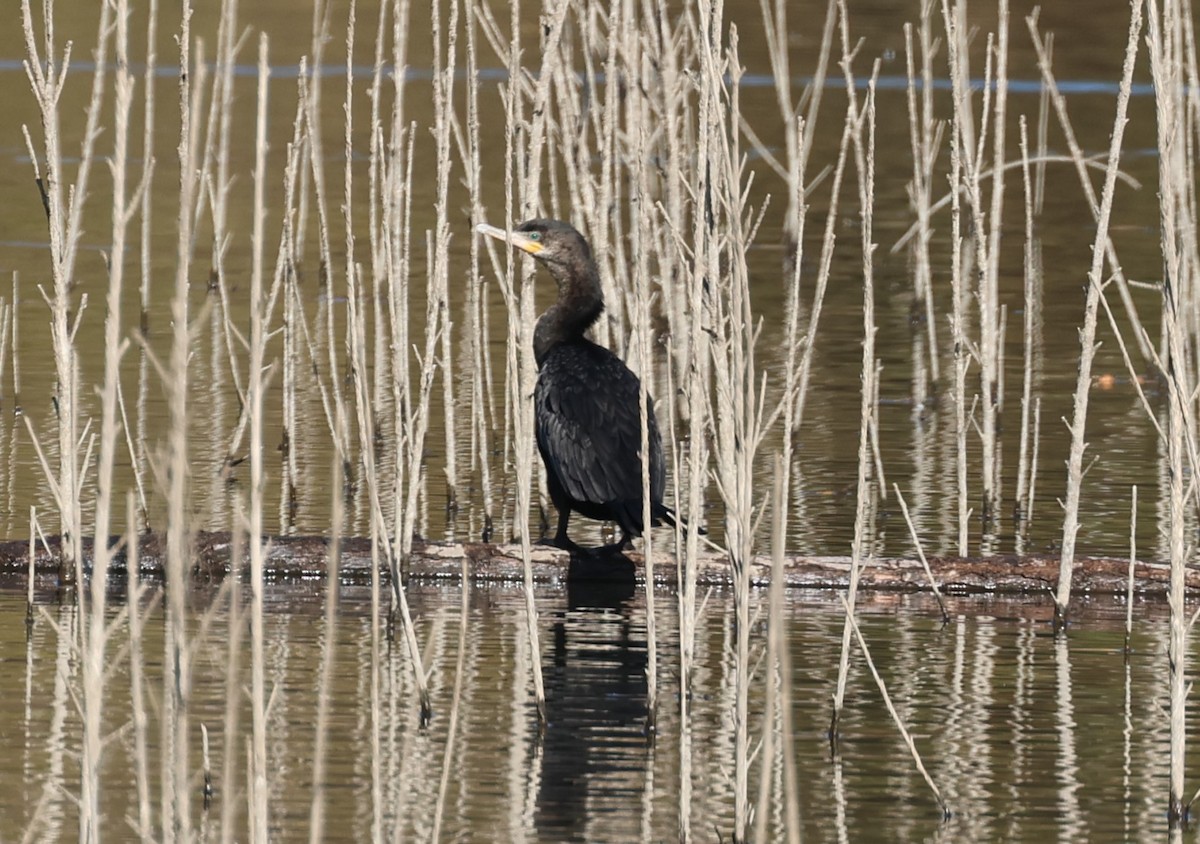 Neotropic Cormorant - ML628015912