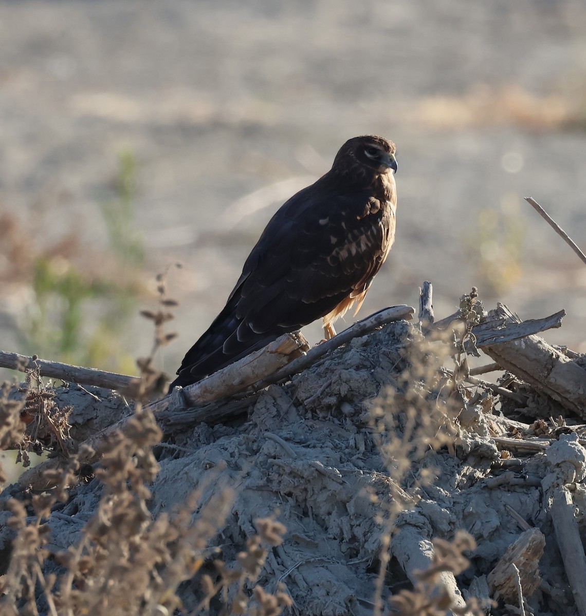 Northern Harrier - ML628015919