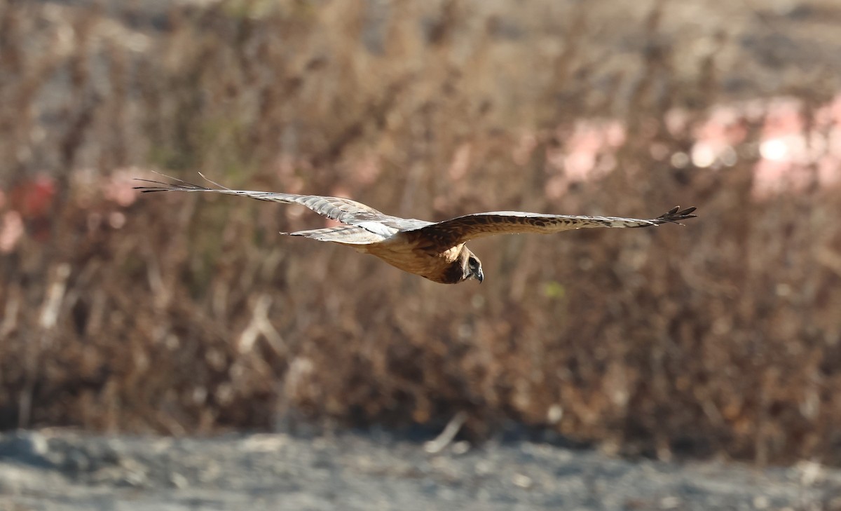 Northern Harrier - ML628015920