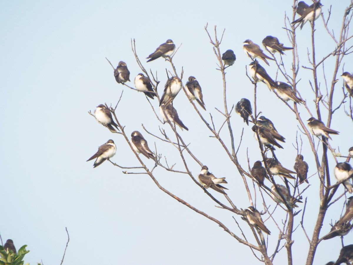 Tree Swallow - ML628015942