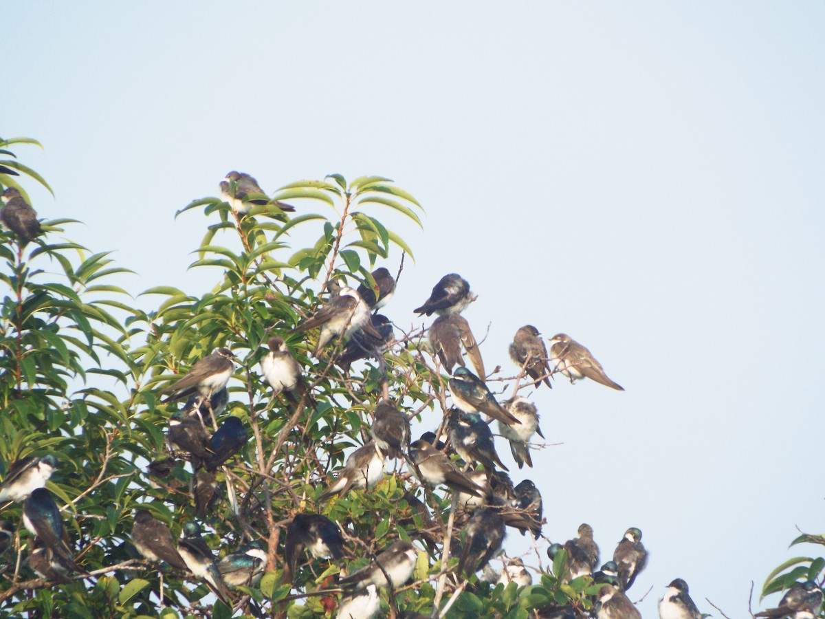 Tree Swallow - ML628015943