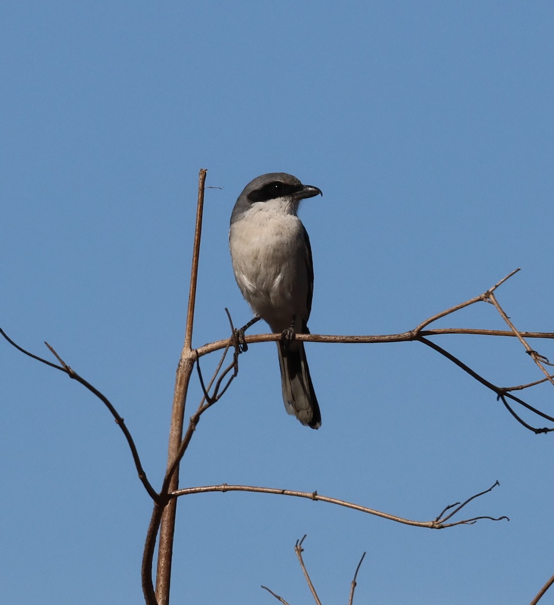 Loggerhead Shrike - ML628015950