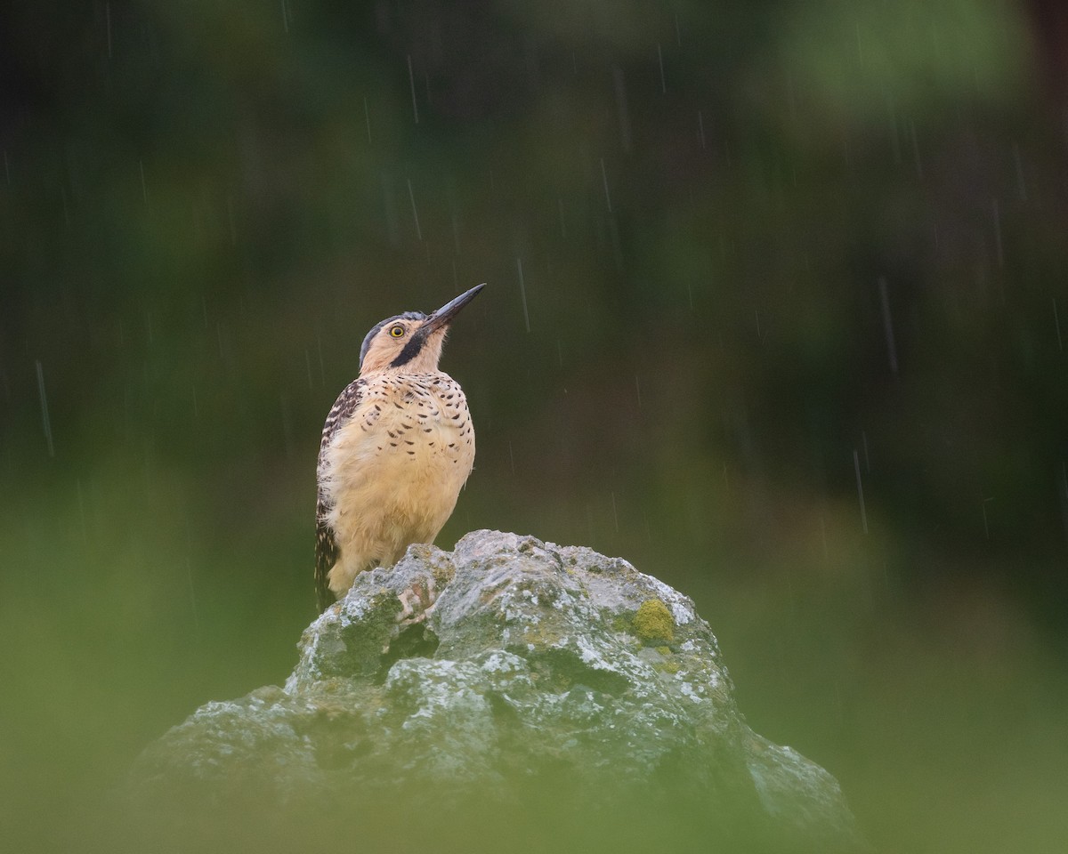 Andean Flicker - ML628016041
