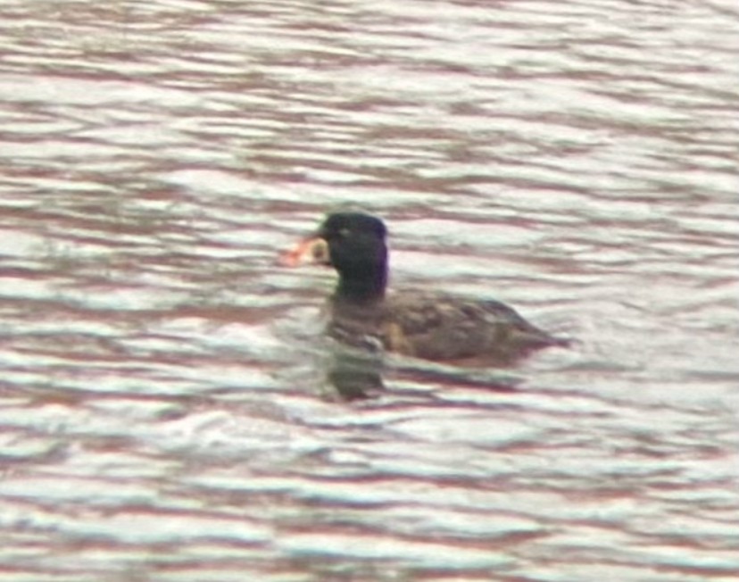 Surf Scoter - ML628016115