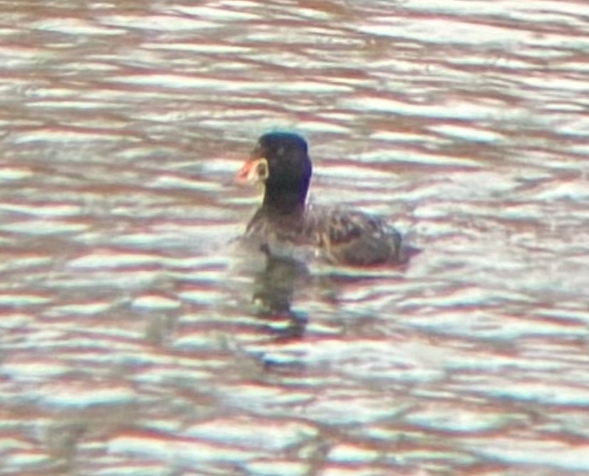 Surf Scoter - ML628016117