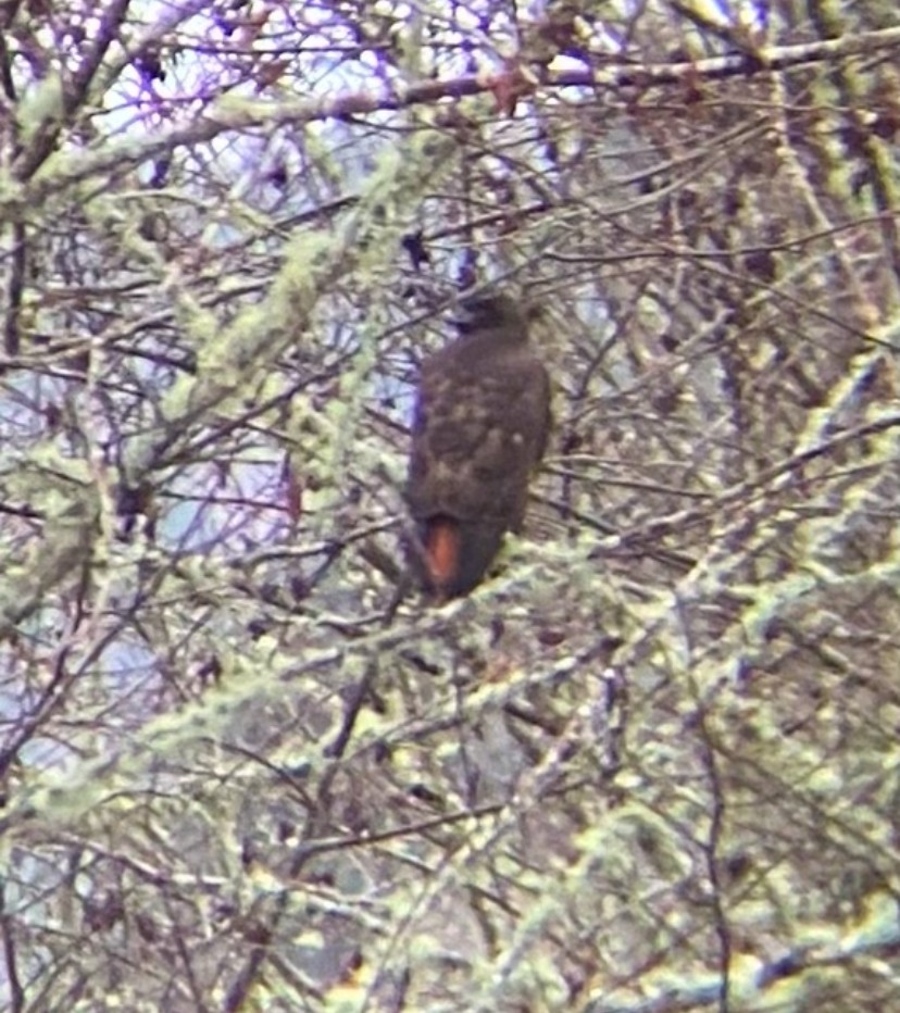 Red-tailed Hawk - ML628016180