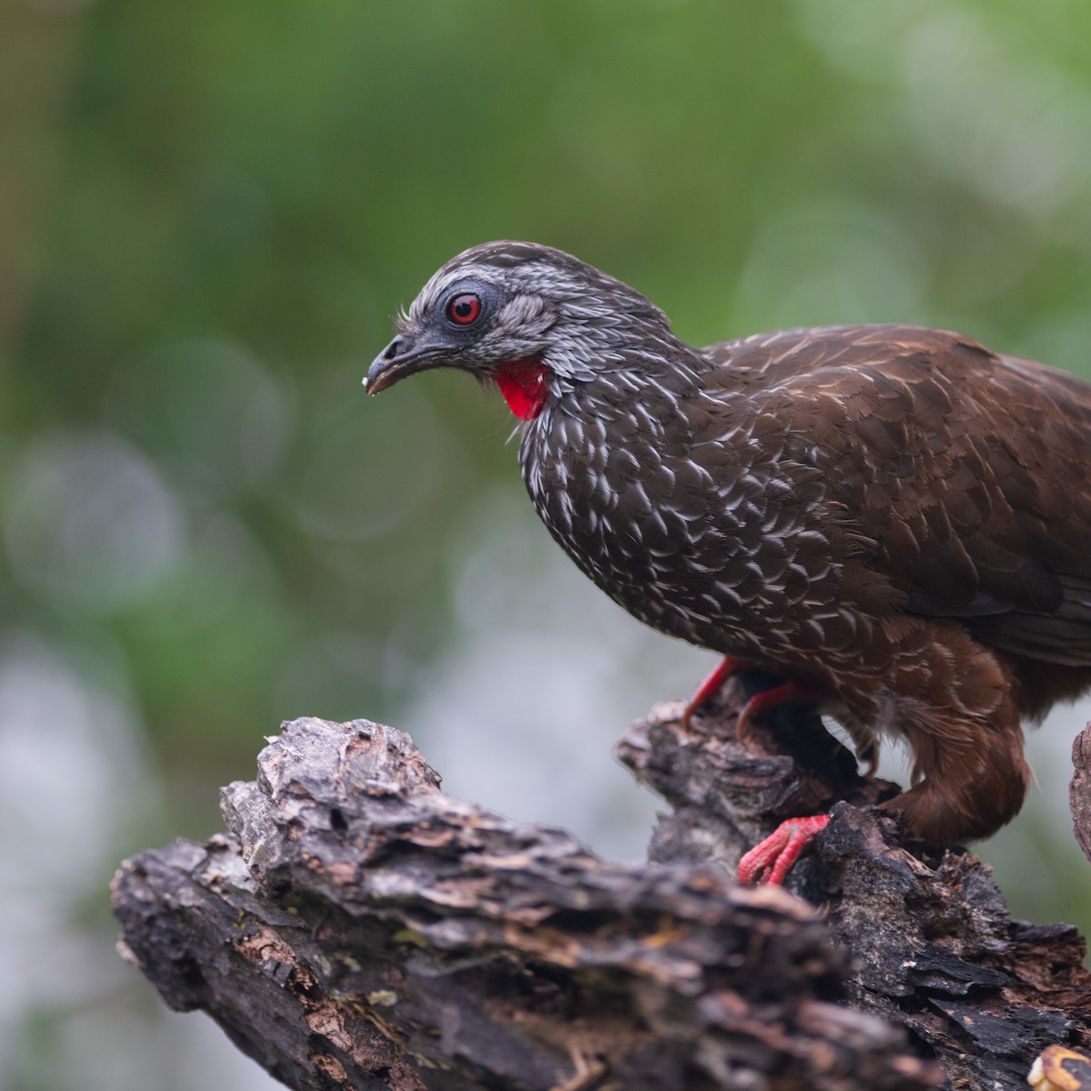 Andean Guan - ML628016205