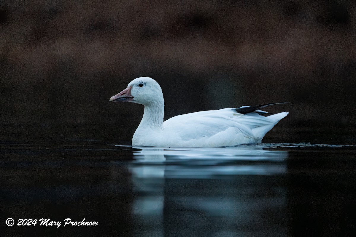 Snow Goose - ML628016240