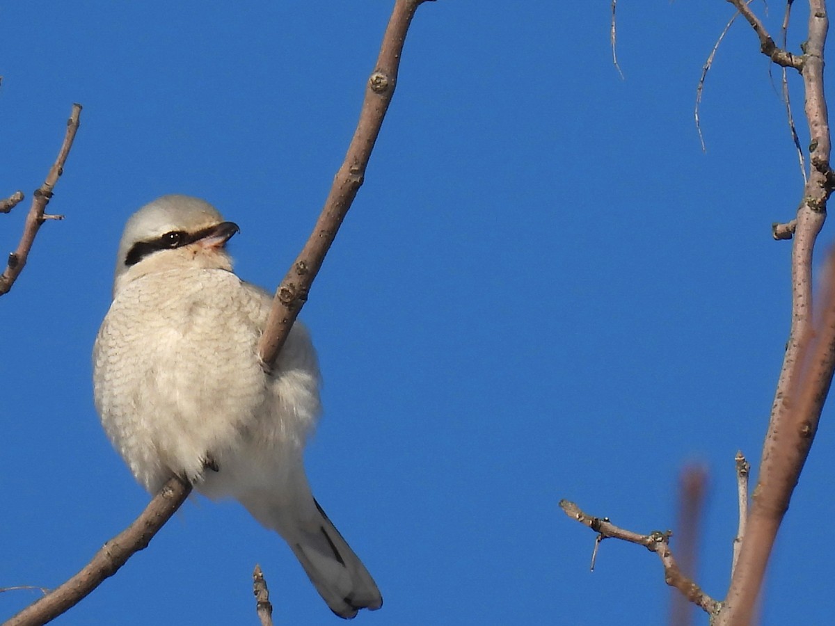 Antzandobi boreala - ML628016307