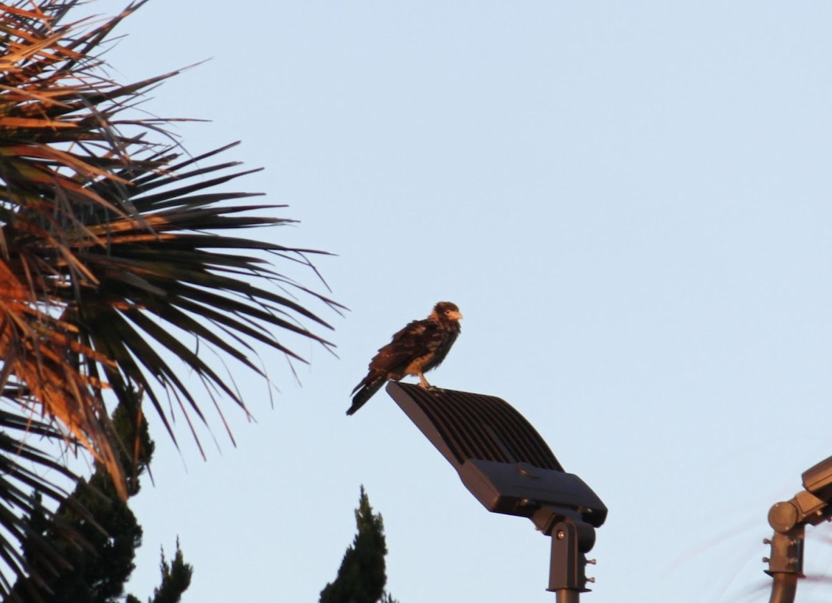 Yellow-headed Caracara - ML628016311